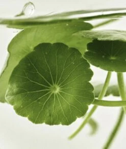 Beauty Of Joseon Light On Serum Centella + Vita C 30ml -Clore Beauty Store C00011523 3